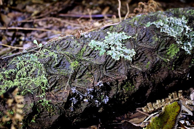 Nocturnal adventure Glow-worm tour - Should you book the Nocturnal Glow-worm Tour?