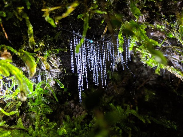 Nocturnal adventure Glow-worm tour - Into the native bush after sunset