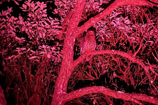 Nocturnal Wonders Tawharanui Kiwi Spotting and Stargazing Tour - The guide and the value of a small group