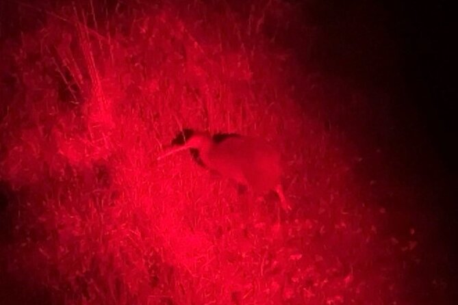 Nocturnal Wonders Tawharanui Kiwi Spotting and Stargazing Tour - Is NZ$93.09 a fair price?