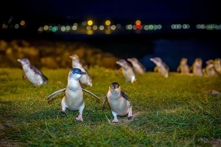 Oamaru: Penguins Evening Viewing Ticket - Five things to know before booking