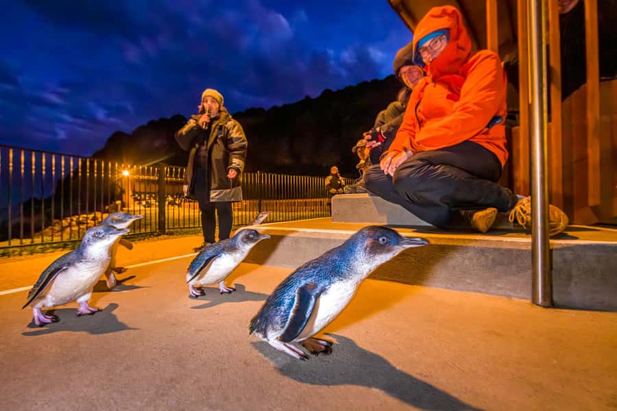 Oamaru: Penguins Evening Viewing Ticket - The first sight of penguins coming home