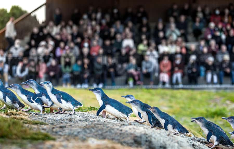Oamaru: Penguins Evening Viewing Ticket - What the guide adds to the evening