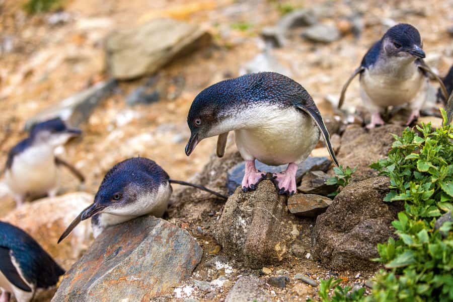 Oamaru: Penguins Evening Viewing Ticket - Staying warm without missing the best moment