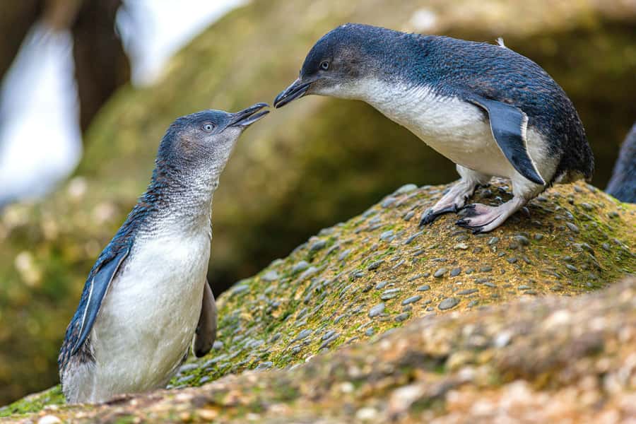 Oamaru: Penguins Evening Viewing Ticket - Conservation gives the ticket real value