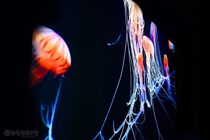 Odyssey Sensory Maze Entry Auckland Ticket - Key points to know before you enter