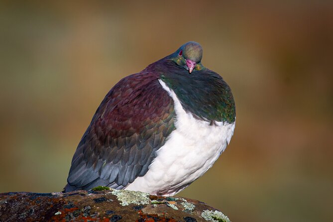 Okarito Nature Tour - Why Okarito makes a smart change from glacier country