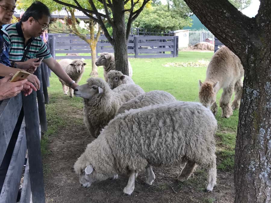 Onshore Highlights of Marlborough's Wine Region from Picton - How the winery visits usually work