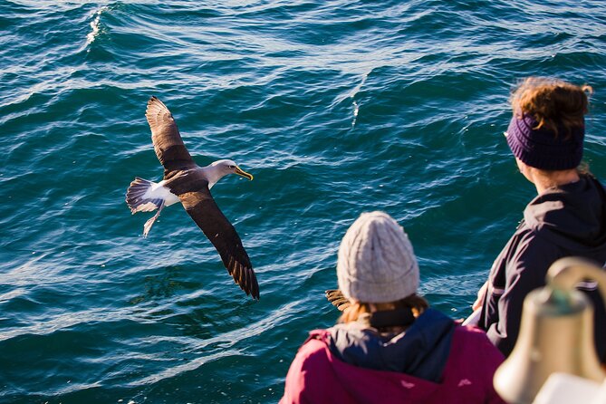 Otago Harbour Wildlife Cruise (Dunedin Shore Excursion) - A two-and-a-half-hour route from Port Chalmers