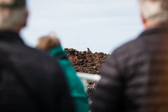 Otago Harbour Wildlife Cruise (Dunedin Shore Excursion) - Wildlife sightings are rewarding but never guaranteed
