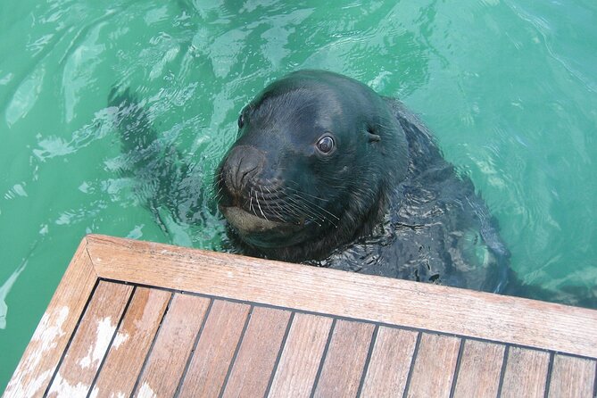 Otago Harbour Wildlife Cruise (Dunedin Shore Excursion) - Who will enjoy this cruise most?