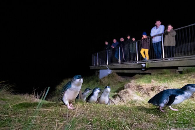 Otago Peninsula In-Depth Tour & Blue Penguins Pukekura Experience - The 1-hour-45-minute peninsula tour