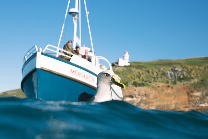 Otago Peninsula In-Depth Tour & Blue Penguins Pukekura Experience - Taiaroa Head and the meaning of Pukekura