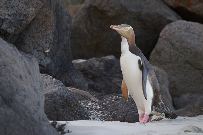 Otago Peninsula In-Depth Tour & Blue Penguins Pukekura Experience - The shared Pukekura penguin viewing