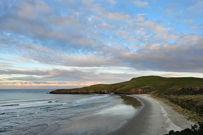 Otago Peninsula In-Depth Tour & Blue Penguins Pukekura Experience - Guides who make the drive matter