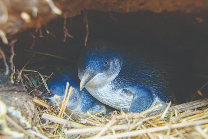 Otago Peninsula In-Depth Tour & Blue Penguins Pukekura Experience - Is $102.39 good value?