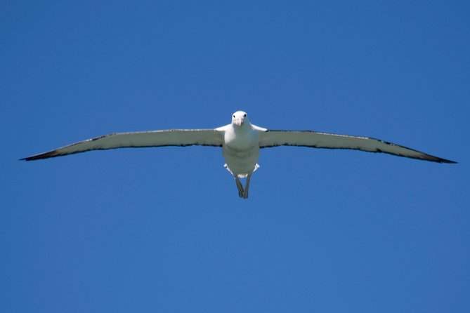 Otago Peninsula Scenery and Dunedin City Highlights Tour - Key points at a glance