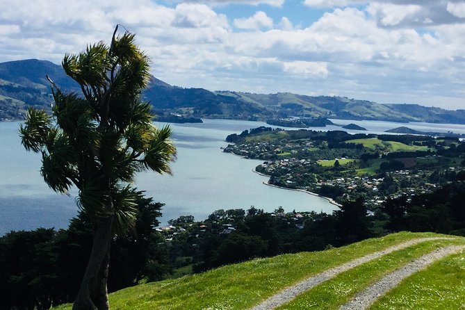 Otago Peninsula Scenery and Dunedin City Highlights Tour - What you actually get at the Royal Albatross Centre