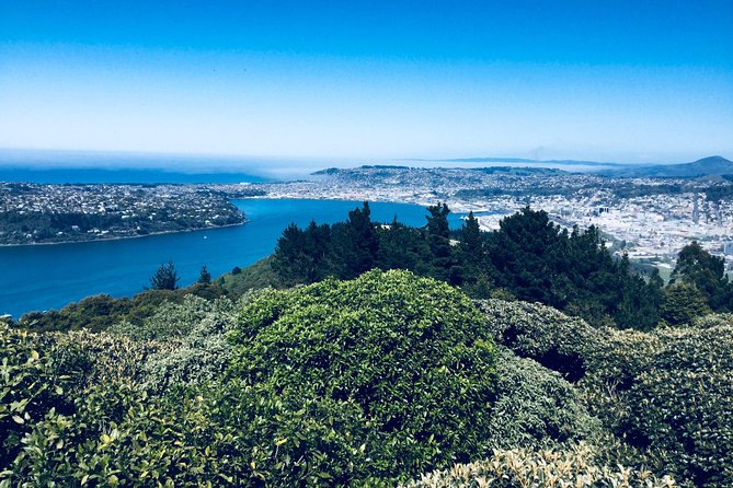 Otago Peninsula Scenery and Dunedin City Highlights Tour - Who will get the most from this outing