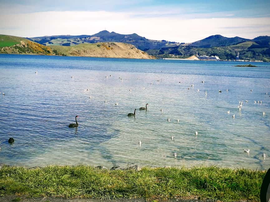 Otago Peninsula Scenery & Little Blue Penguin tour - Key points at a glance