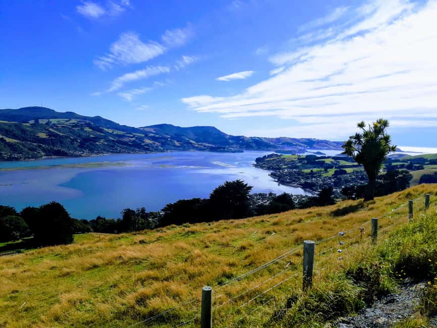 Otago Peninsula Scenery & Little Blue Penguin tour - Hooper’s Inlet and the low-tide bird show