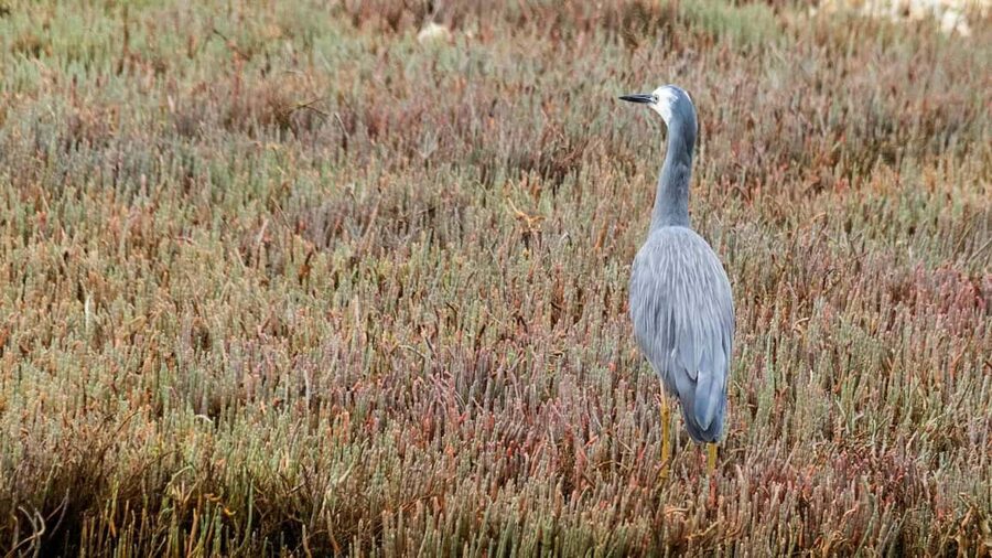 Otago Peninsula Scenery & Little Blue Penguin tour - The walk down and back up