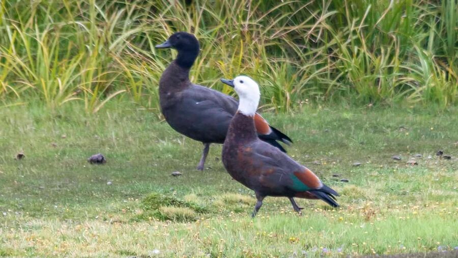 Otago Peninsula Scenery & Little Blue Penguin tour - How the timing shapes the experience