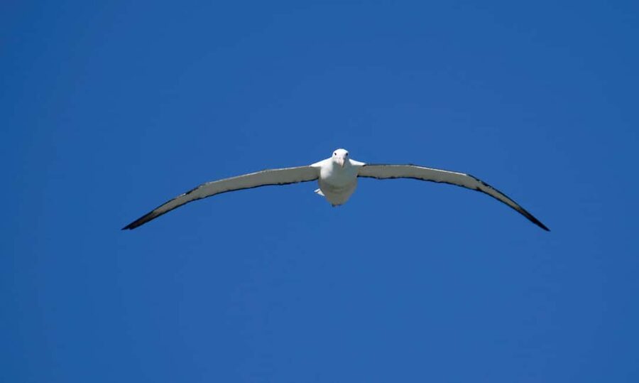 Otago Peninsula Scenery & Little Blue Penguin tour - Is $146 good value?