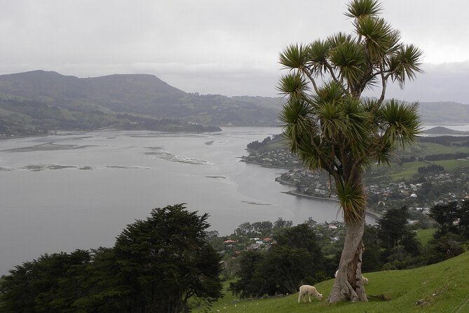 Otago Peninsula Tour and Larnach Castle City Sights (min 4 ) - Why Larnach Castle makes this tour worthwhile