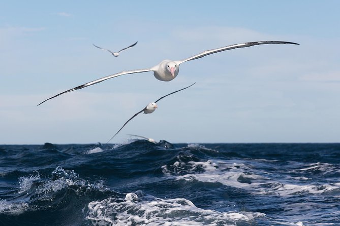 Otago Peninsula Wildlife Cruise with Monarch - Key points to know before booking