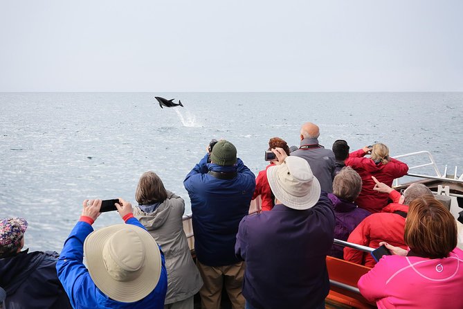 Otago Peninsula Wildlife Cruise with Monarch - What happens at Taiaroa Head
