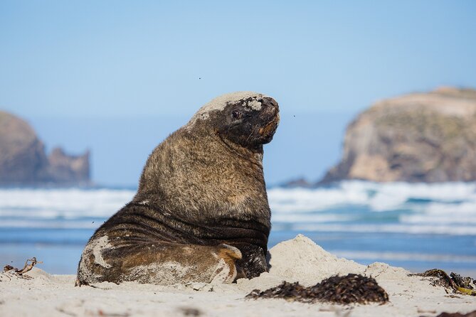 Otago Peninsula Wildlife Tour & Cruise - Why this Otago Peninsula trip works so well