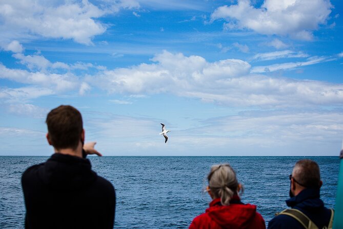Otago Peninsula Wildlife Tour & Cruise - What the guides add to the experience