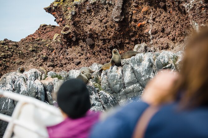 Otago Peninsula Wildlife Tour & Cruise - What to bring for the six-and-a-half-hour outing