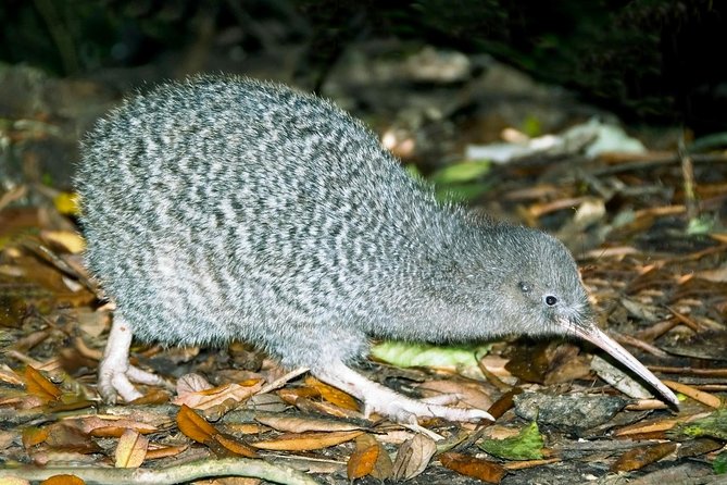Overnight Experience Tour on Kapiti Island - Key points before you book