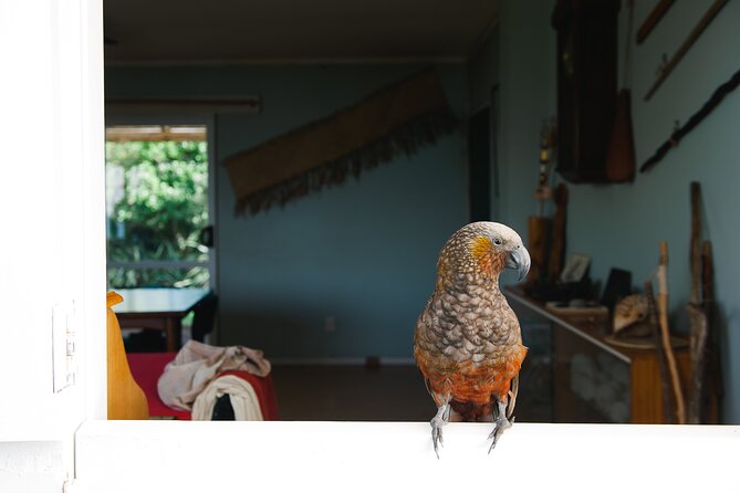 Overnight Experience Tour on Kapiti Island - Who will enjoy this most