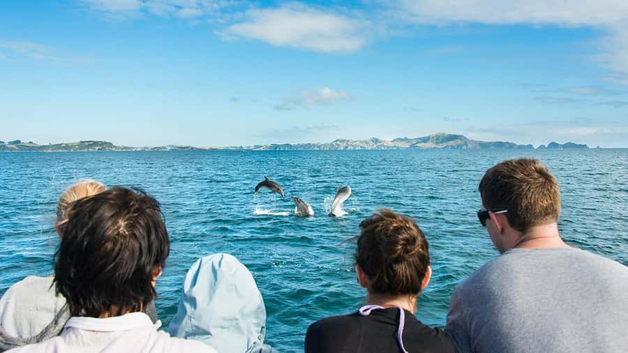Paihia: Bay of Islands Dolphin Eco Cruise & Island Stopover - Reaching Otehei Bay on Urupukapuka Island