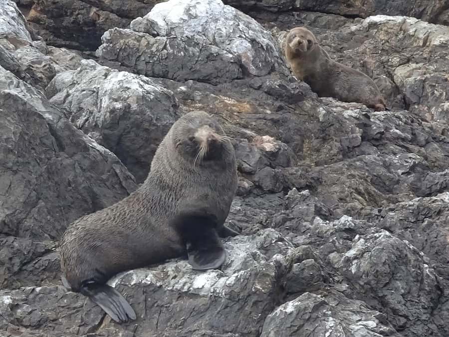 Paihia: Bay of Islands Dolphin Eco Cruise & Island Stopover - What the $89 price covers