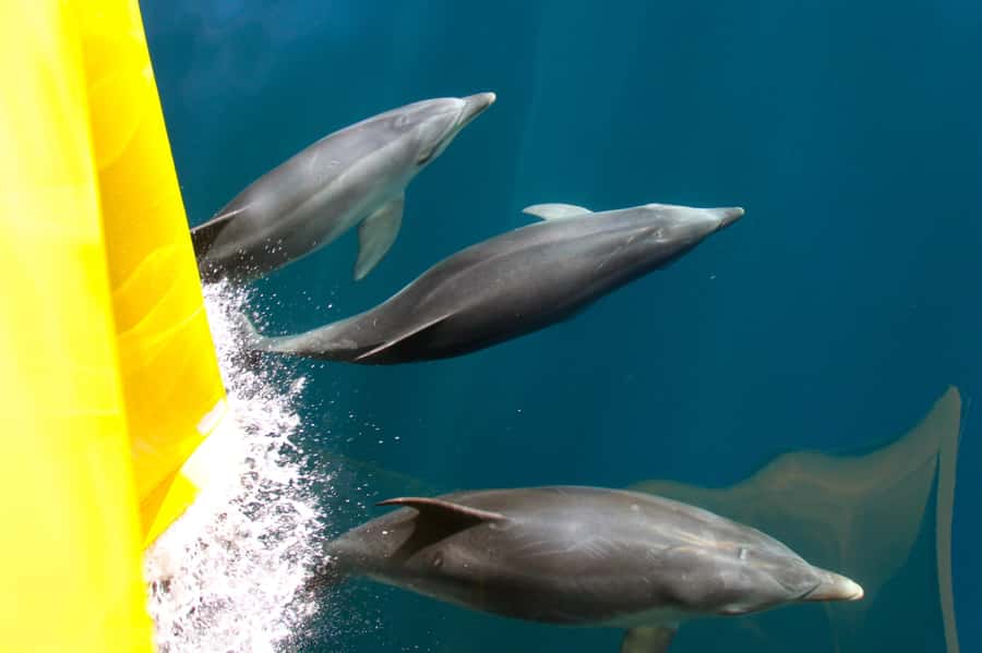 Paihia: Bay of Islands Dolphin Eco Cruise & Island Stopover - Looking for dolphins, whales, seals, and birds
