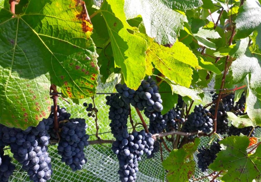 Paihia or Kerikeri: Wine, Spirit, & Craft Beer Tour - Bad Habits is the widest tasting stop