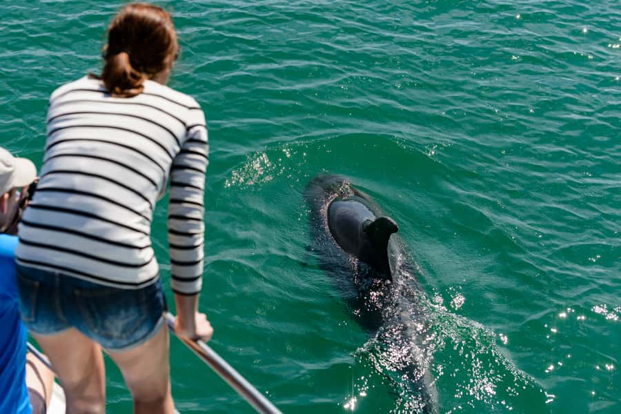 Paihia/Russell: Hole in the Rock and Bay of Islands Cruise - Is $94 a fair price?