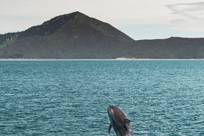 Pelorus Mail Boat Sunday Scenic Cruise – Full-Day from Havelock - The boat ride is the main event