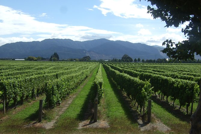 Picton Cruise Ship Shore Excursion Marlborough Wine Tour - Why the vineyard walk adds value