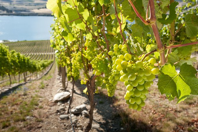 Picton Cruise Ship Shore Excursion Marlborough Wine Tour - Four or five cellar doors, with some variation