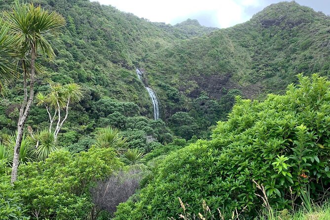 Piha Waitakere Rainforest Wine Tour from Auckland - Timing, comfort, and what to wear