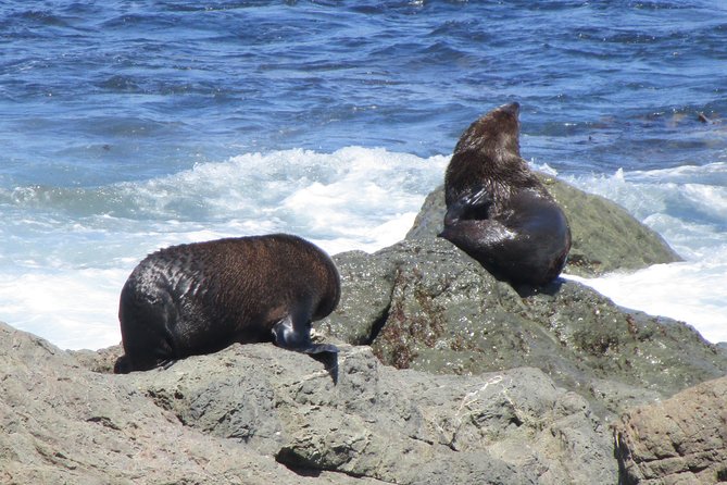 "Pinot to Palliser tour" - Guided tour to Cape Palliser vith lunch + winetasting - Ngawi and the story of Babe