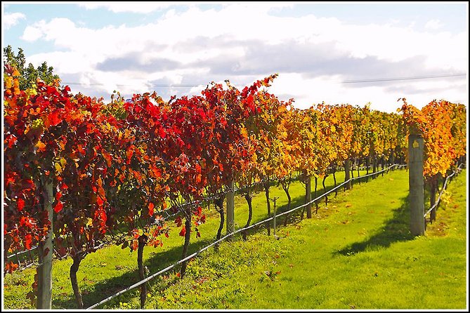 Premium 4 -Best Wineries Napier Hawke's Bay Tour, 5.5h - 6Hours - Natural wines, vineyard views, and the included meal