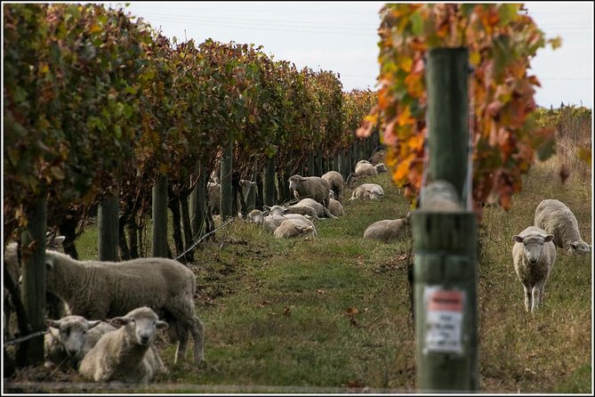 Premium 4 -Best Wineries Napier Hawke's Bay Tour, 5.5h - 6Hours - Historic Hawke’s Bay wineries: Mission and Church Road