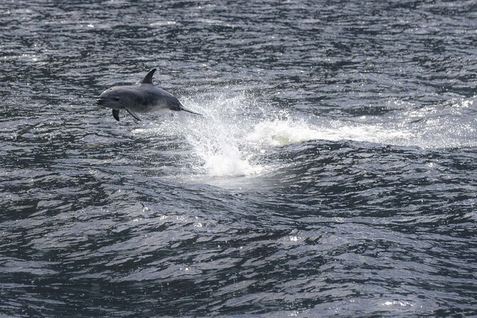 Premium Milford Sound Cruise Including Lunch - Wildlife watching along the route
