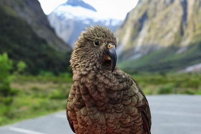 Premium Milford Sound Tour, Cruise & Lunch from Te Anau - The two-hour Milford Sound cruise